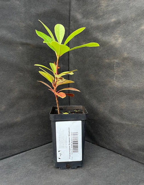 Рододендрон Хачманс Шармант 1 шт Р9